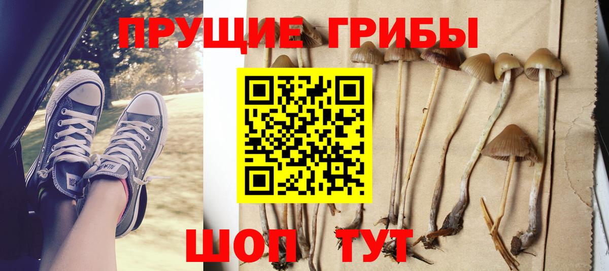 Псилоцибиновые грибы Psilocybe  Вход с VPN  Мелеуз 
